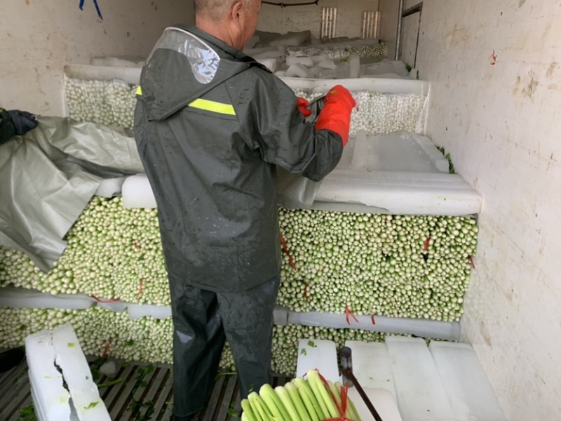 精品西芹/山东芹菜货源充足量大从优质量保证欢迎咨询