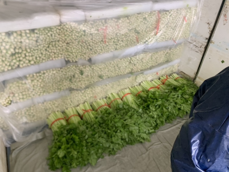精品西芹/山东芹菜货源充足量大从优质量保证欢迎咨询