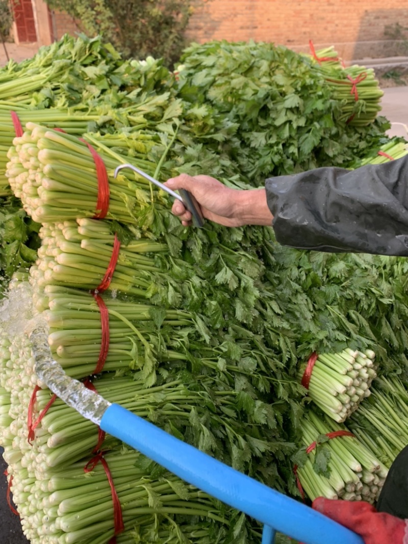 精品西芹/山东芹菜货源充足量大从优质量保证欢迎咨询