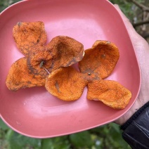 广西浦北老树38冬后陈皮