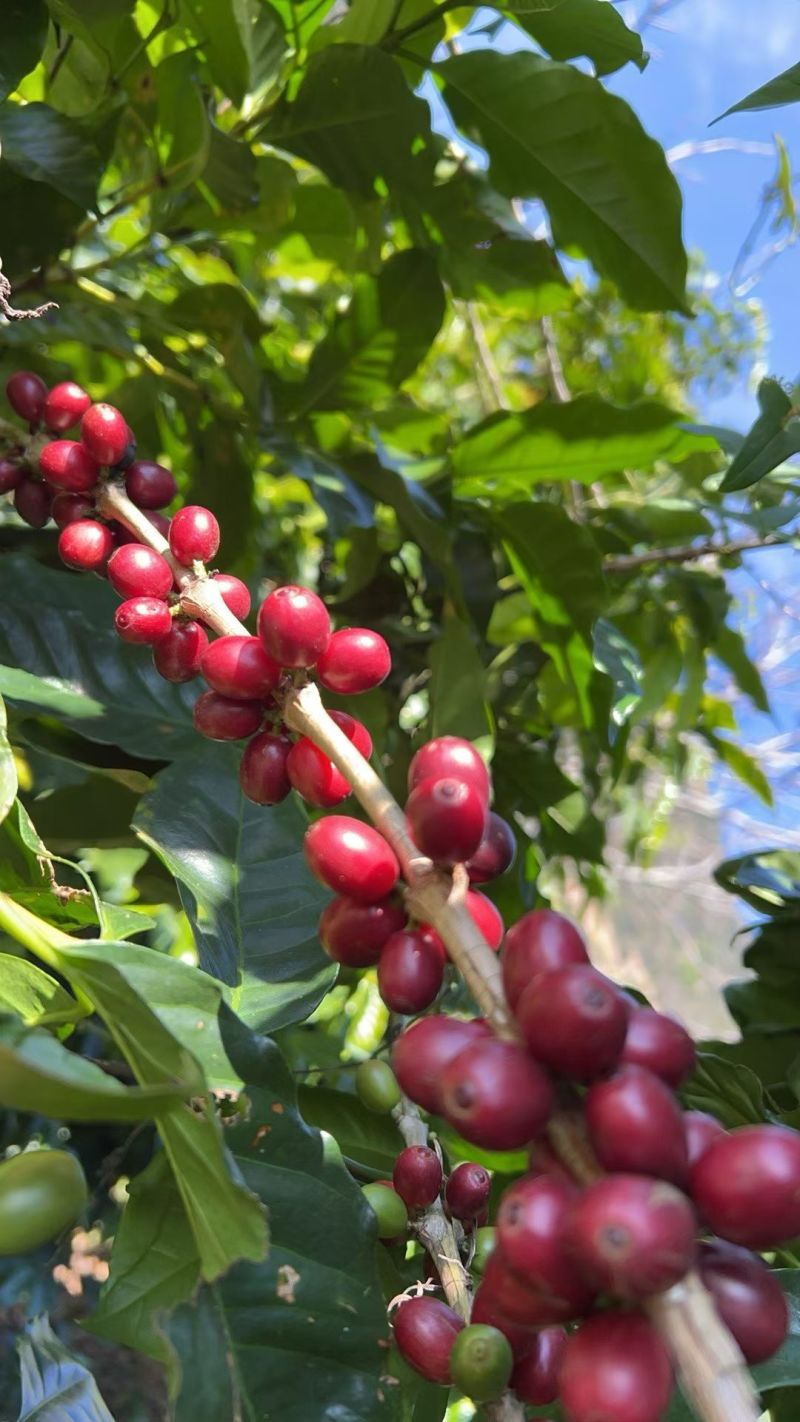 新鲜采摘全红果咖啡豆高海拔铁皮卡