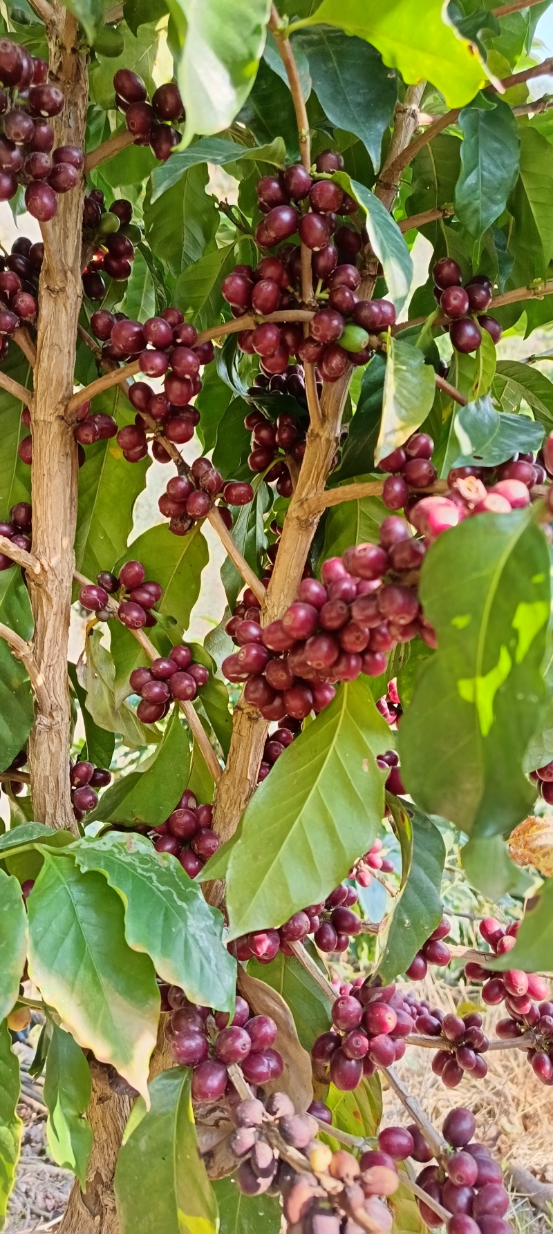 新鲜采摘全红果咖啡豆高海拔铁皮卡