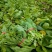 贵州新鲜精品白菜苔批发白菜红菜苔蔬菜批发