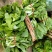 贵州新鲜精品白菜苔批发白菜红菜苔蔬菜批发