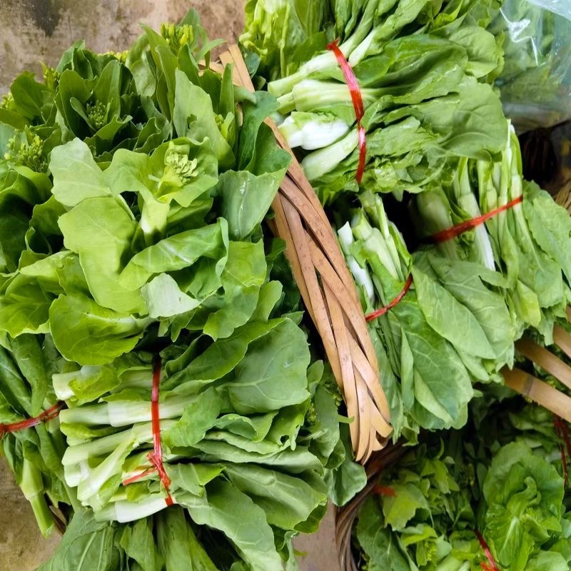 贵州新鲜精品白菜苔批发白菜红菜苔蔬菜批发