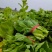 贵州新鲜精品白菜苔批发白菜红菜苔蔬菜批发