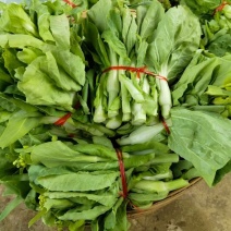 贵州新鲜精品白菜苔批发白菜红菜苔蔬菜批发