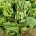 贵州新鲜精品白菜苔批发白菜红菜苔蔬菜批发