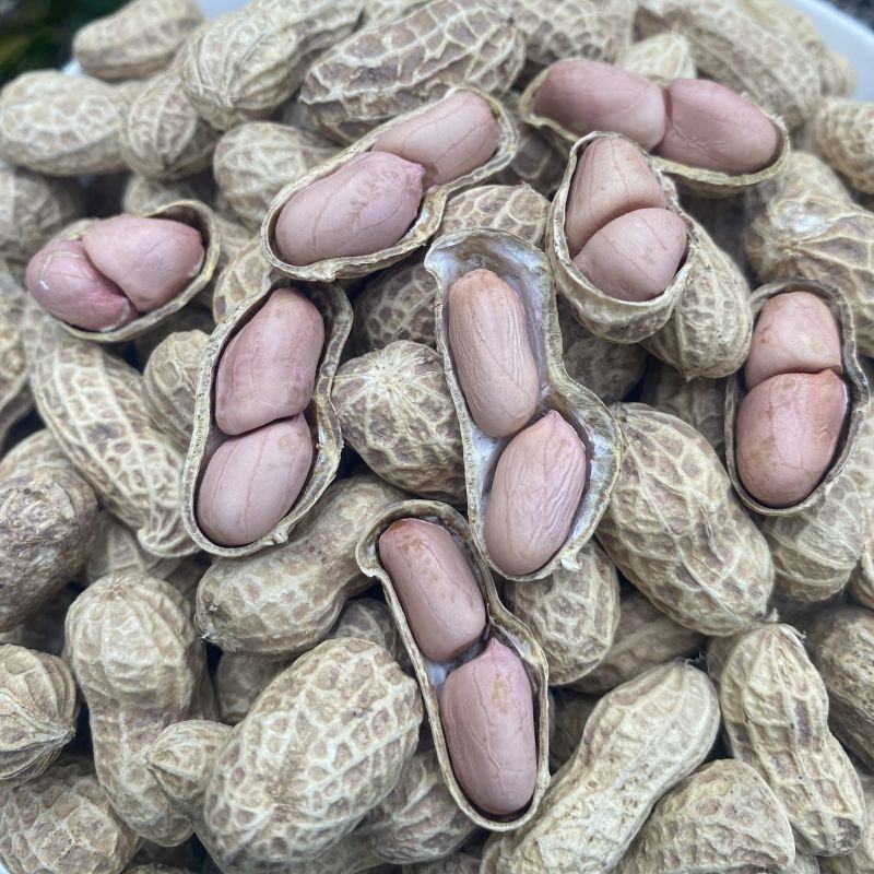 花育67花生种子高产高油矮株耐旱抗病抗倒伏农家春夏播种优
