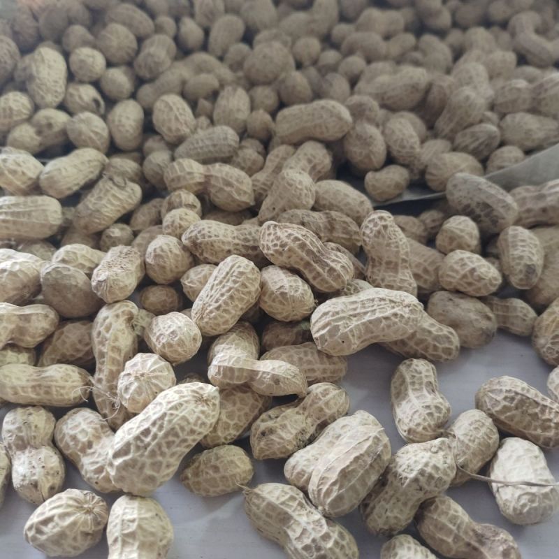 花育67花生种子高产高油矮株耐旱抗病抗倒伏农家春夏播种优