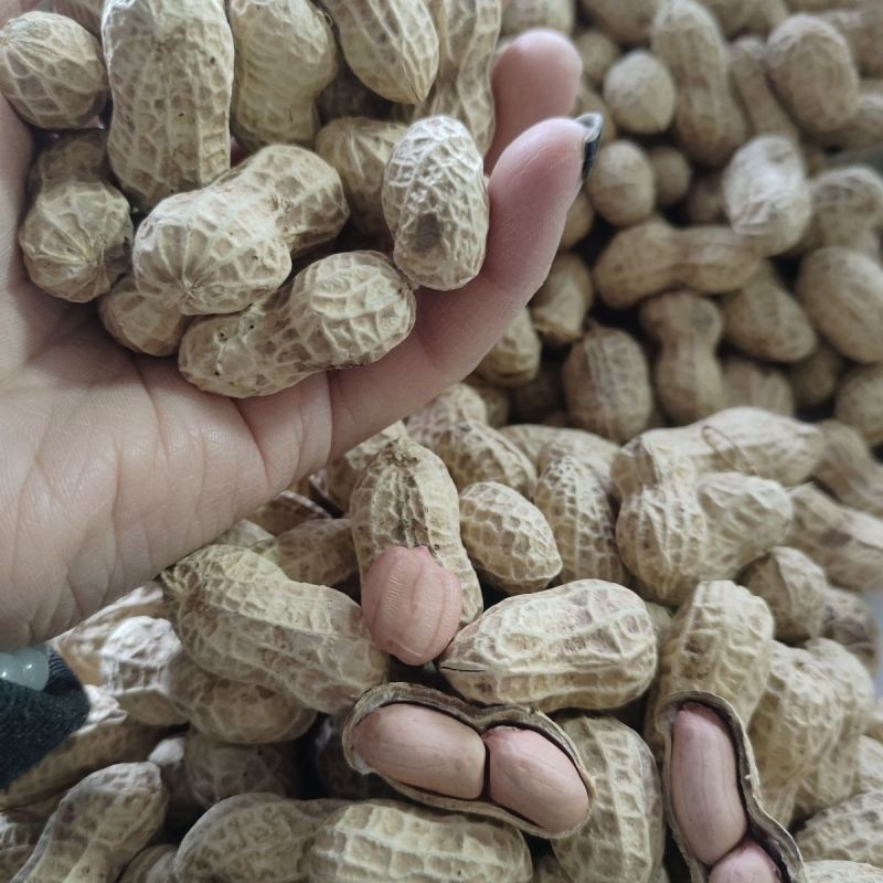 花育67花生种子高产高油矮株耐旱抗病抗倒伏农家春夏播种优