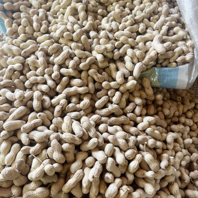 花育67花生种子高产高油矮株耐旱抗病抗倒伏农家春夏播种优
