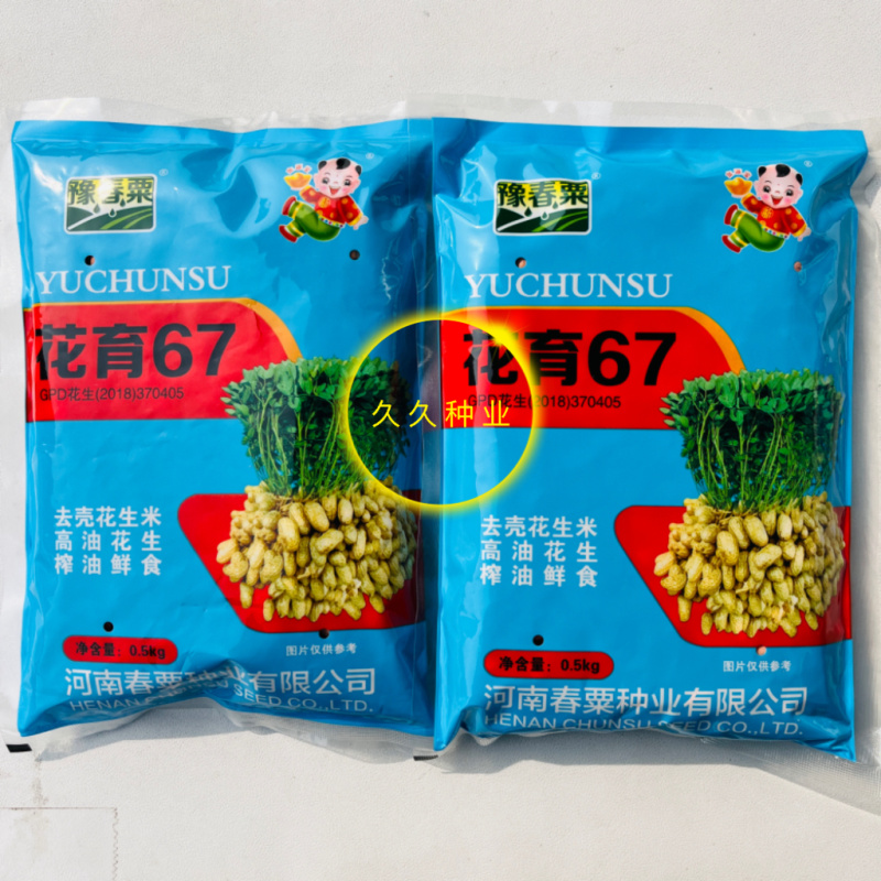花育67花生种子高产高油矮株耐旱抗病抗倒伏农家春夏播种优