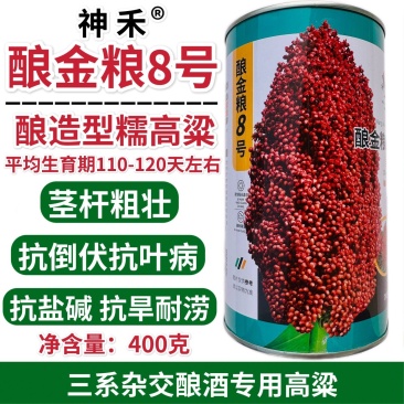 酿金粱8号高粱种子酿酒高粱酒香杂交高粱种子抗倒抗旱耐涝