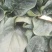 趴地菠菜