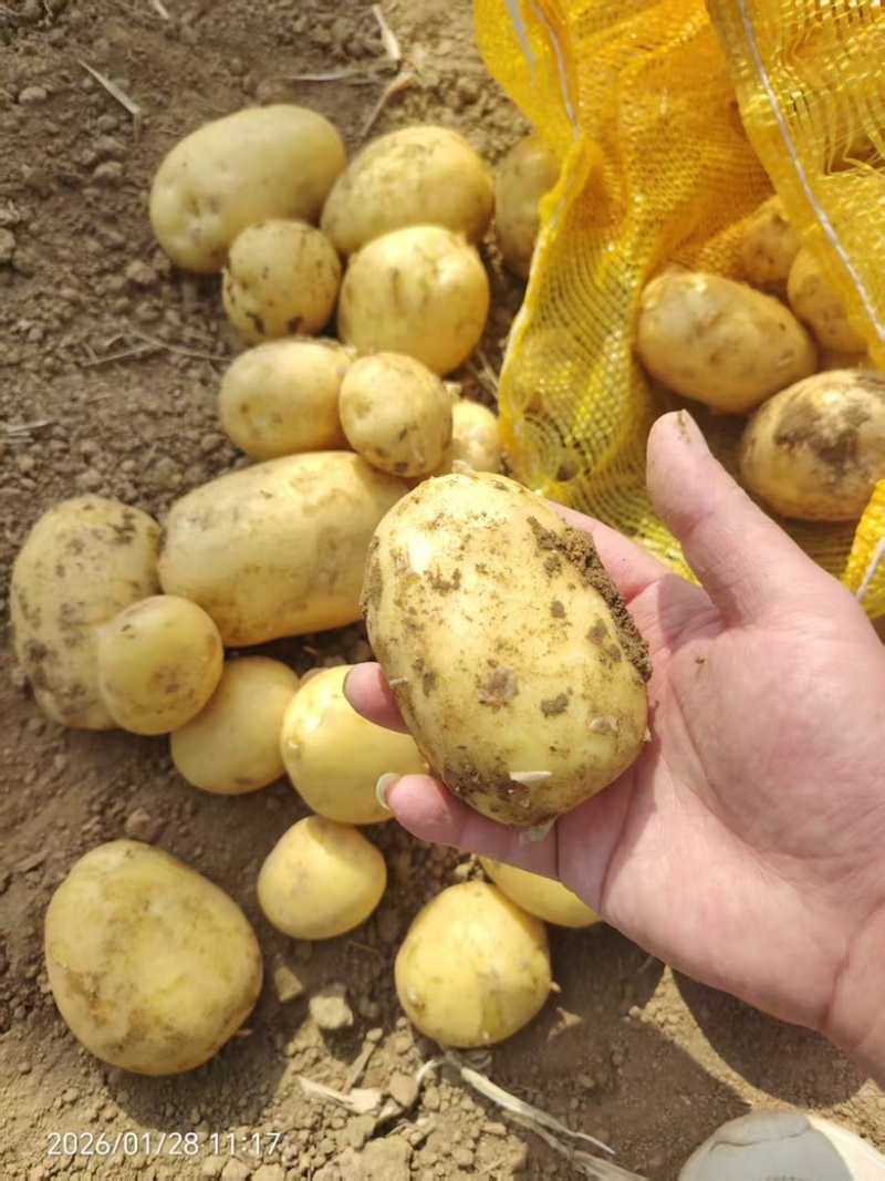 精品黄心土豆大量供应，货源充足，广东产地址发量大从优