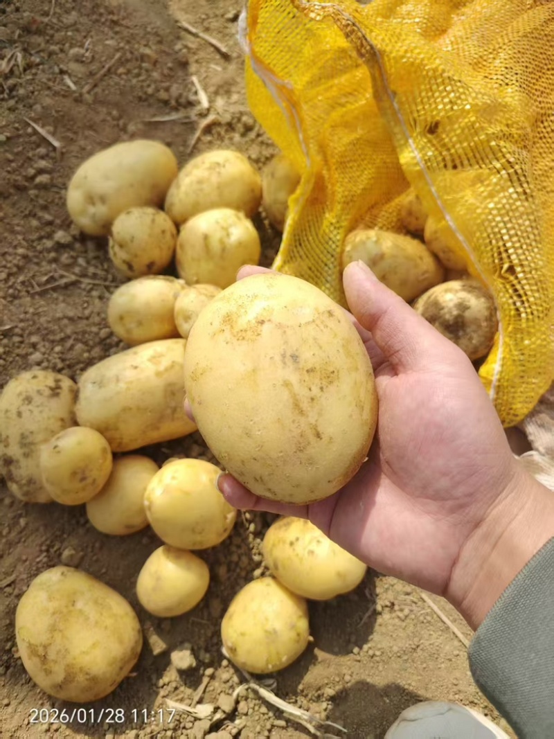 精品黄心土豆大量供应，货源充足，广东产地址发量大从优