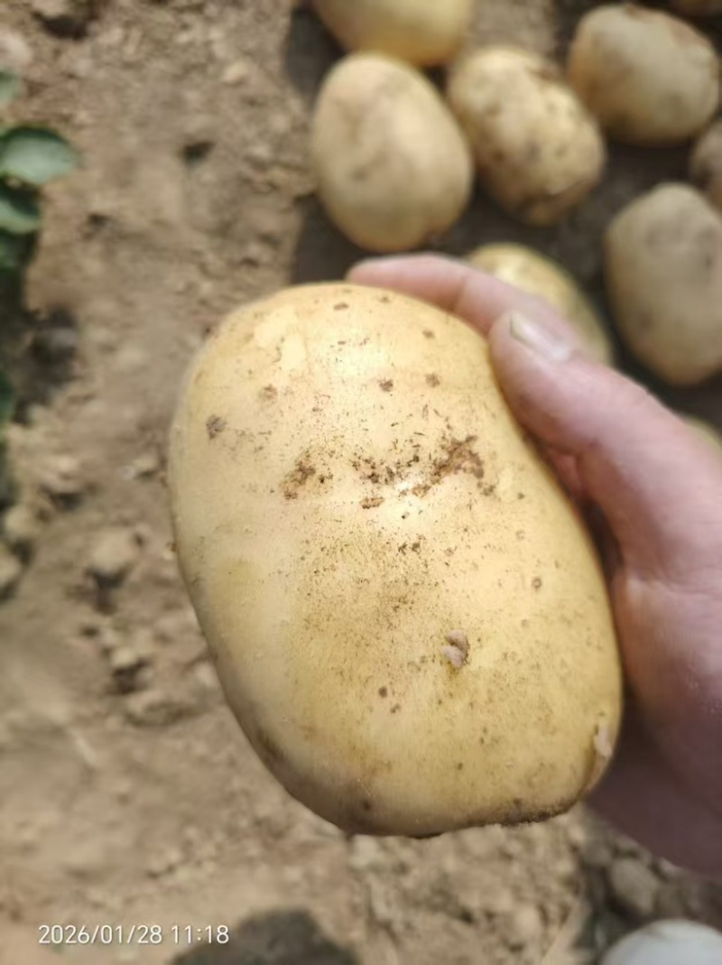 精品黄心土豆大量供应，货源充足，广东产地址发量大从优