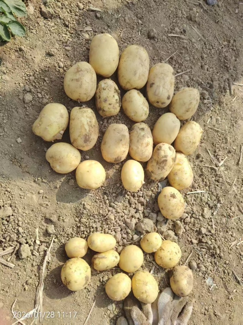精品黄心土豆大量供应，货源充足，广东产地址发量大从优