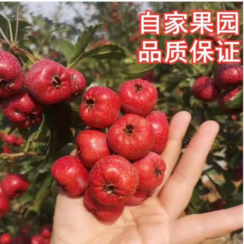 精品甜红子大量供货，支持电商一件代发
