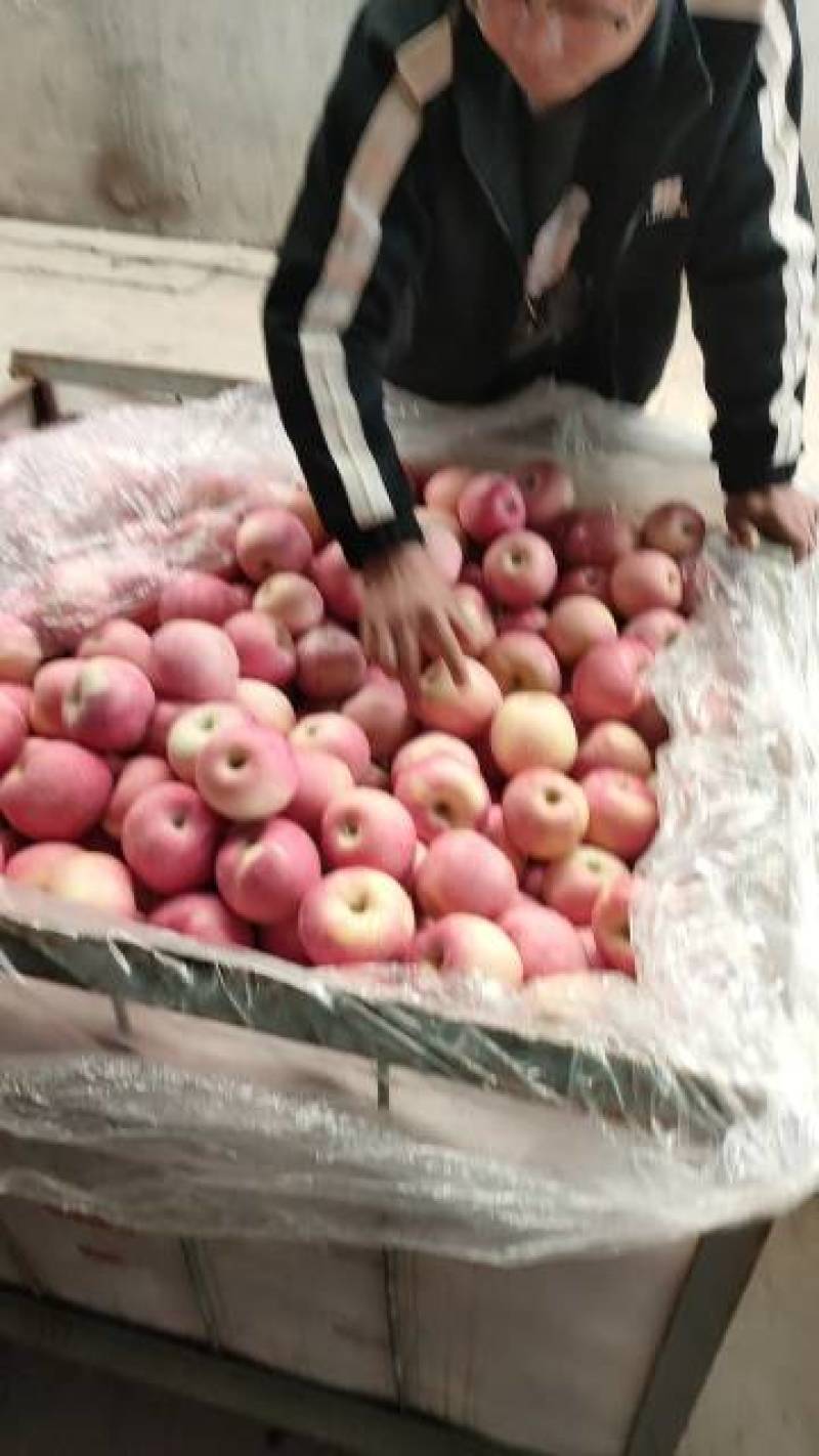 陕西扶风红富士主产区