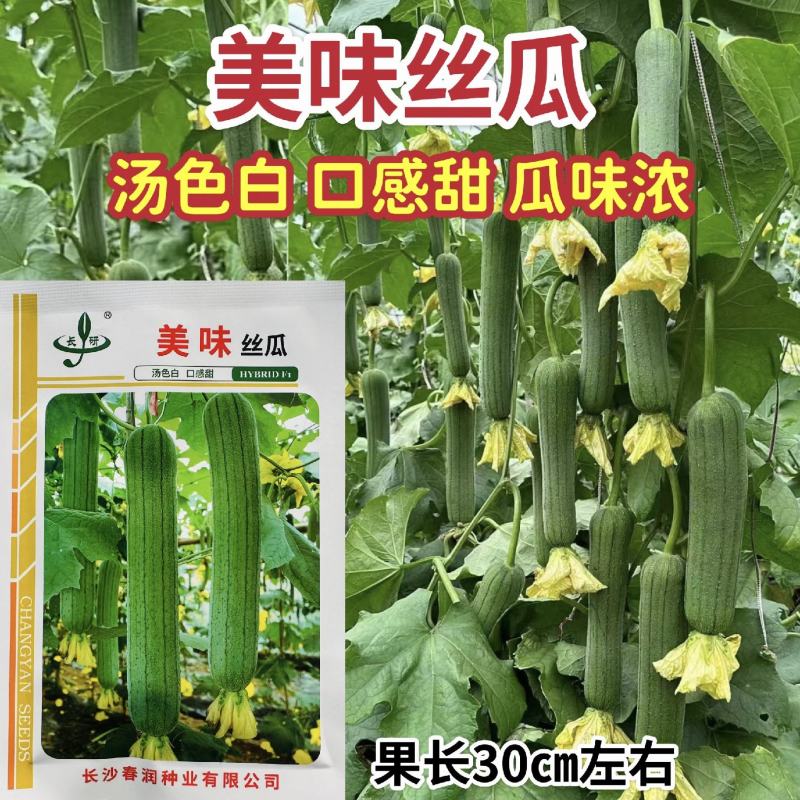 春润美味丝瓜种子高产早熟中长棒形丝瓜种子汤色白瓜味浓