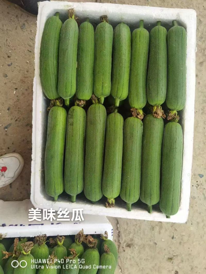 春润美味丝瓜种子高产早熟中长棒形丝瓜种子汤色白瓜味浓