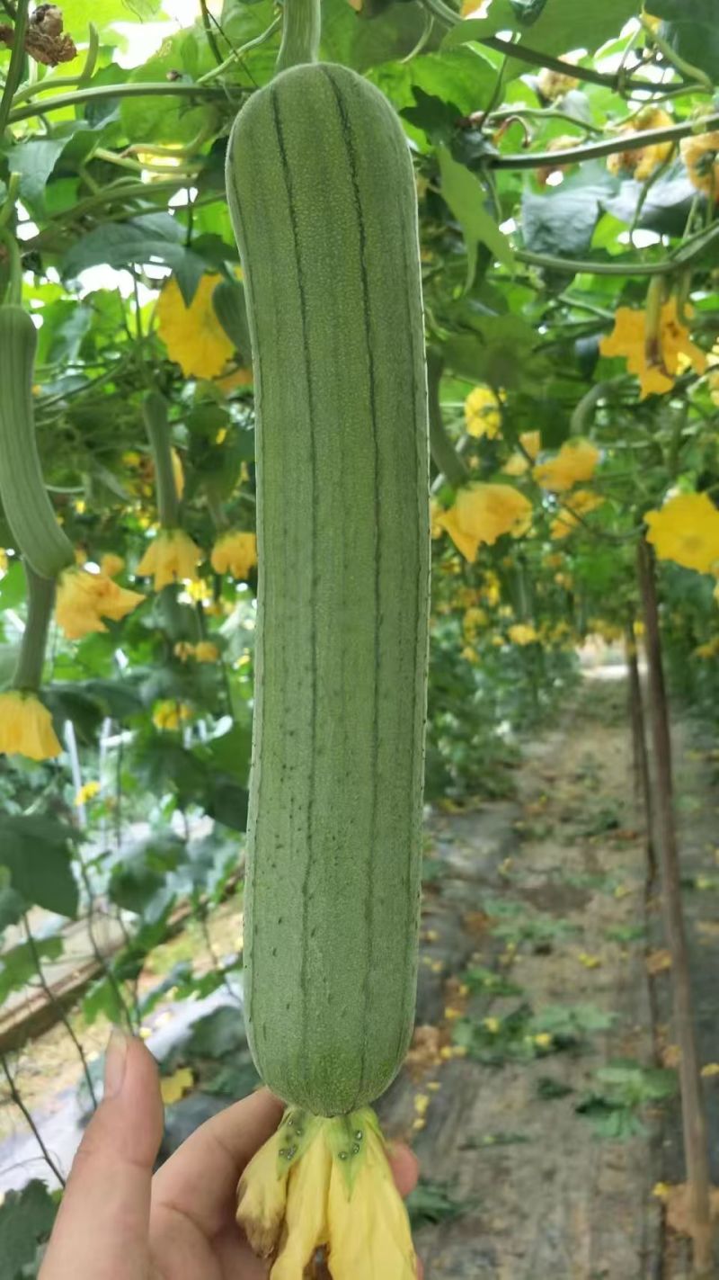 春润美味丝瓜种子高产早熟中长棒形丝瓜种子汤色白瓜味浓