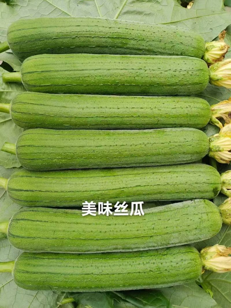 春润美味丝瓜种子高产早熟中长棒形丝瓜种子汤色白瓜味浓