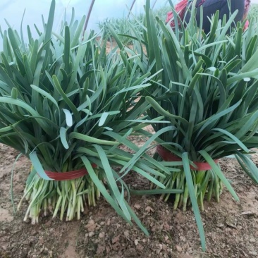 韭菜基地