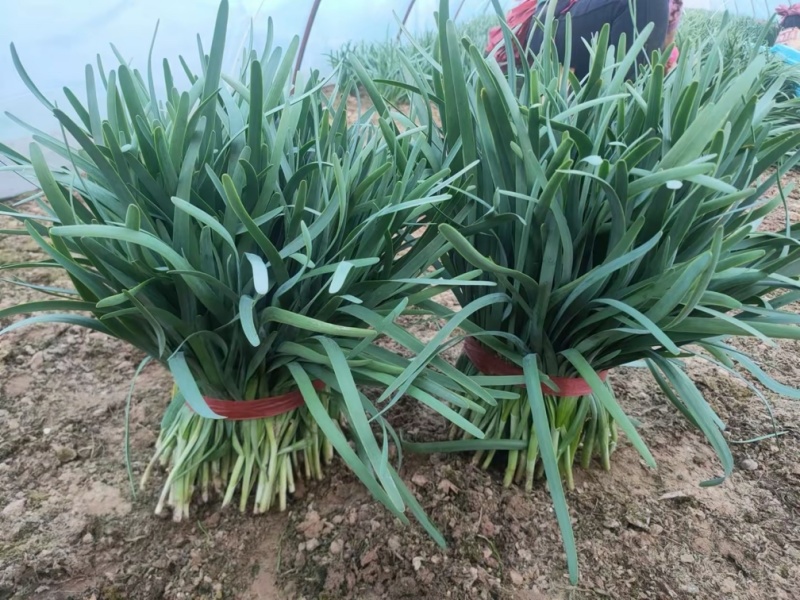 韭菜基地