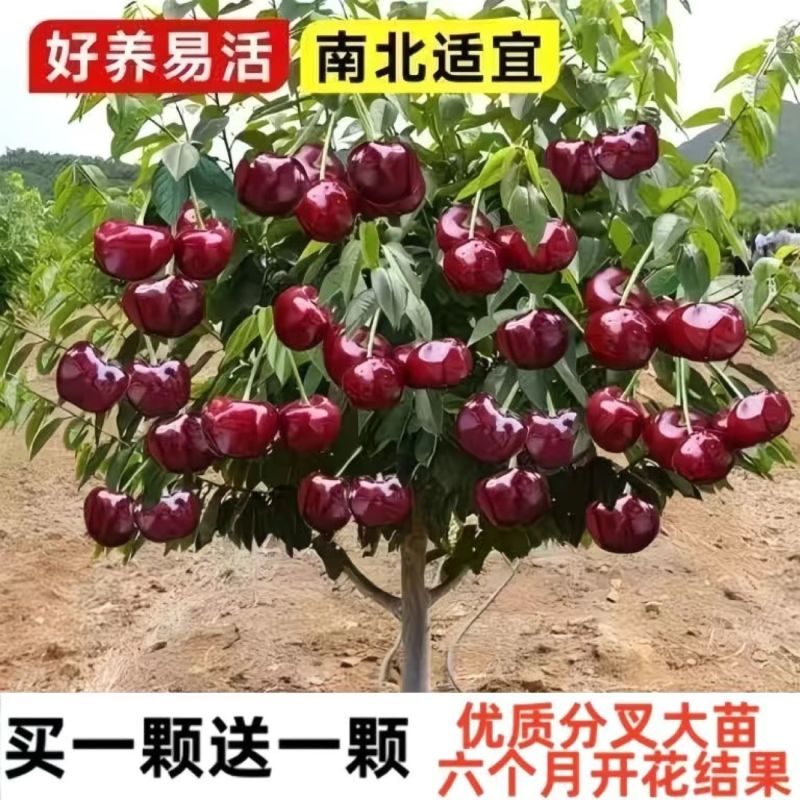 新品种奶油车厘子大樱桃树苗南北方种盆栽地栽耐寒