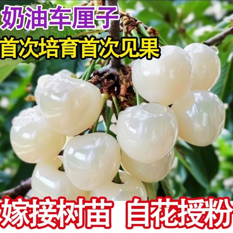 新品种奶油车厘子大樱桃树苗南北方种盆栽地栽耐寒