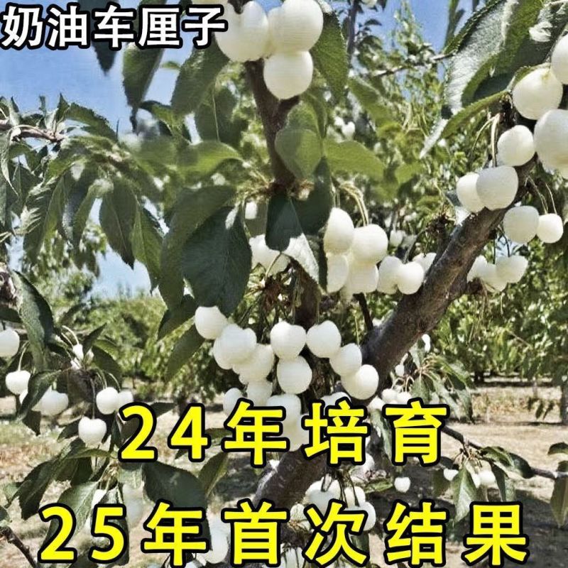 新品种奶油车厘子大樱桃树苗南北方种盆栽地栽耐寒