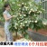 新品种奶油车厘子大樱桃树苗南北方种盆栽地栽耐寒