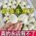 新品种奶油车厘子大樱桃树苗南北方种盆栽地栽耐寒