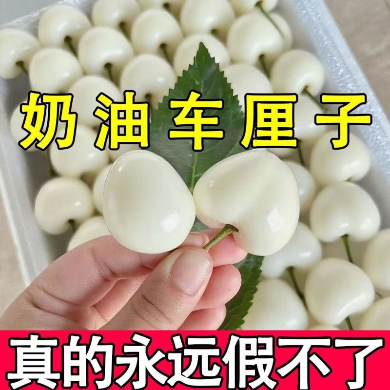 新品种奶油车厘子大樱桃树苗南北方种盆栽地栽耐寒