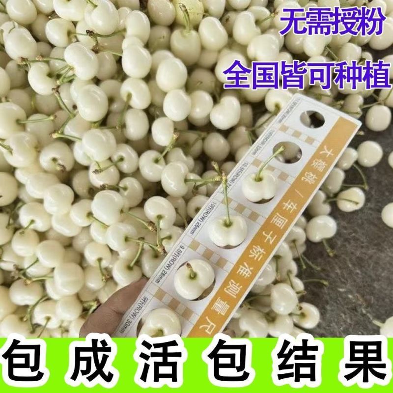 新品种奶油车厘子大樱桃树苗南北方种盆栽地栽耐寒