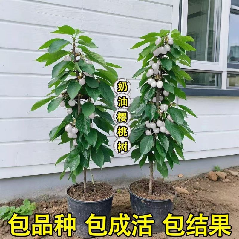 新品种奶油车厘子大樱桃树苗南北方种盆栽地栽耐寒