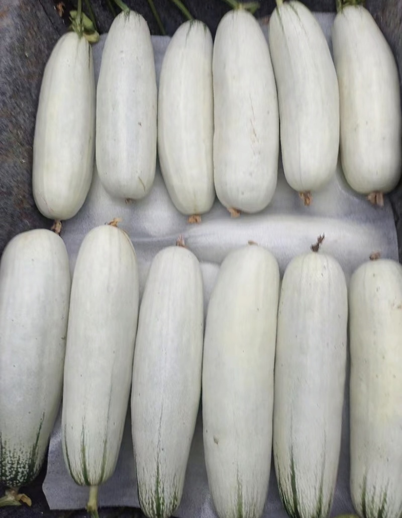 博洋61羊角蜜山东产区高糖大量供应批发市场