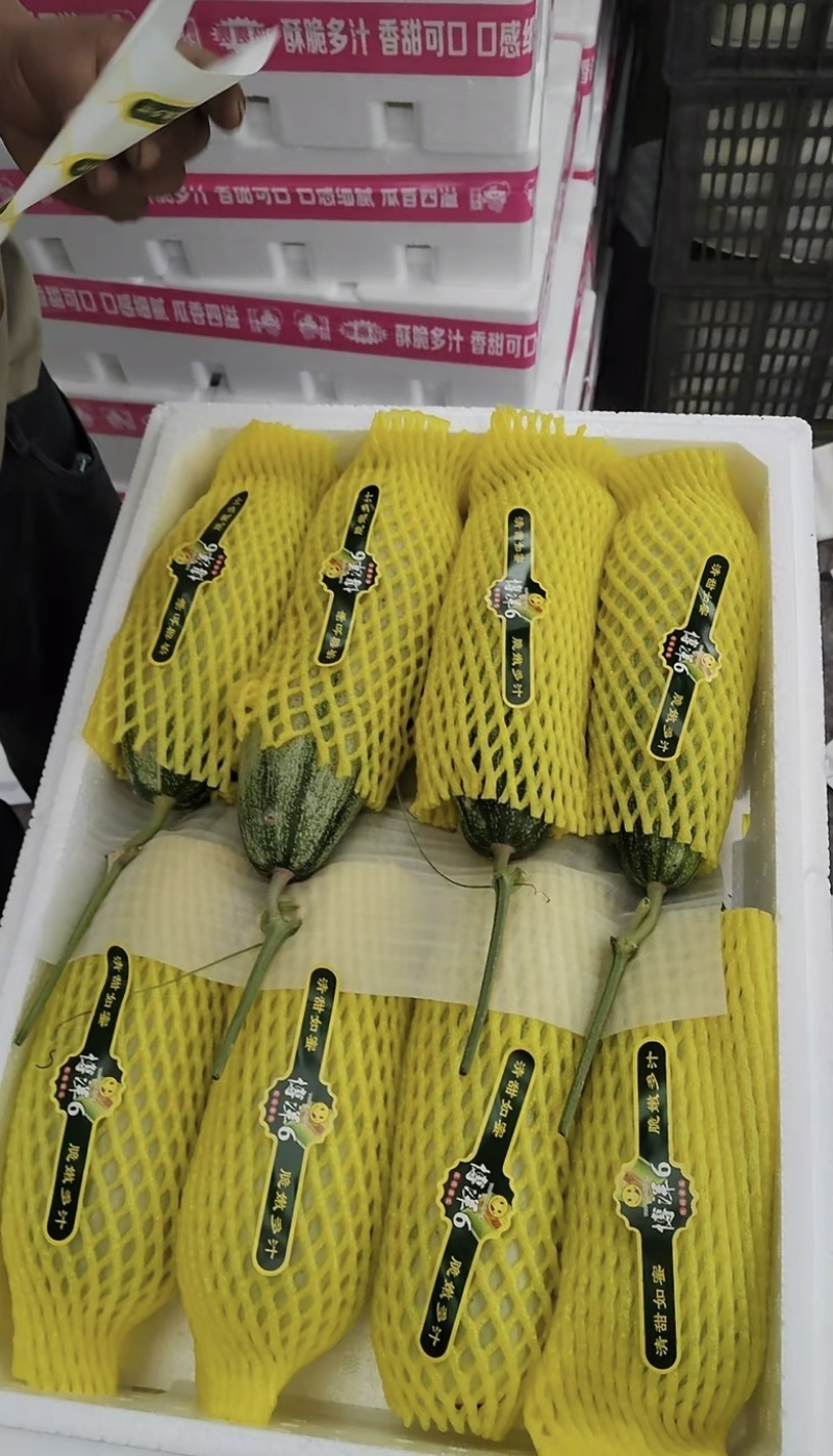博洋61羊角蜜山东产区高糖大量供应批发市场