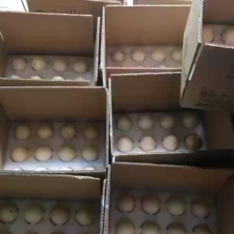 东北萍姐土鹅蛋