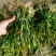 苦草种子虾蟹专用水草多年生扁担草种子鸭舌草水韭菜改良水质