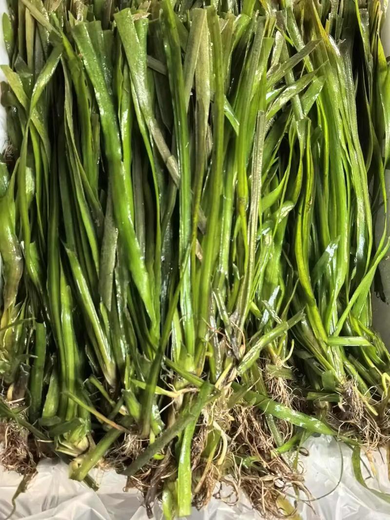 苦草种子虾蟹专用水草多年生扁担草种子鸭舌草水韭菜改良水质