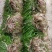 苦草种子虾蟹专用水草多年生扁担草种子鸭舌草水韭菜改良水质