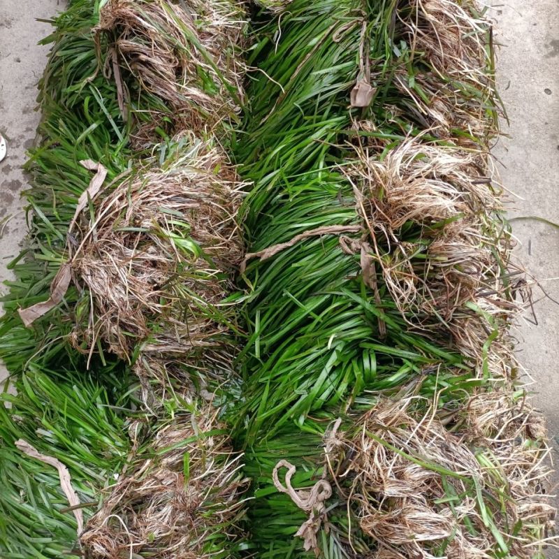 苦草种子虾蟹专用水草多年生扁担草种子鸭舌草水韭菜改良水质