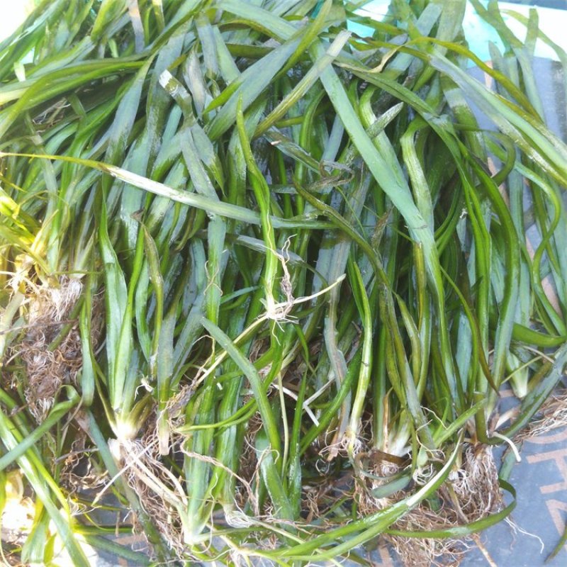 苦草种子虾蟹专用水草多年生扁担草种子鸭舌草水韭菜改良水质