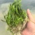 苦草种子虾蟹专用水草多年生扁担草种子鸭舌草水韭菜改良水质