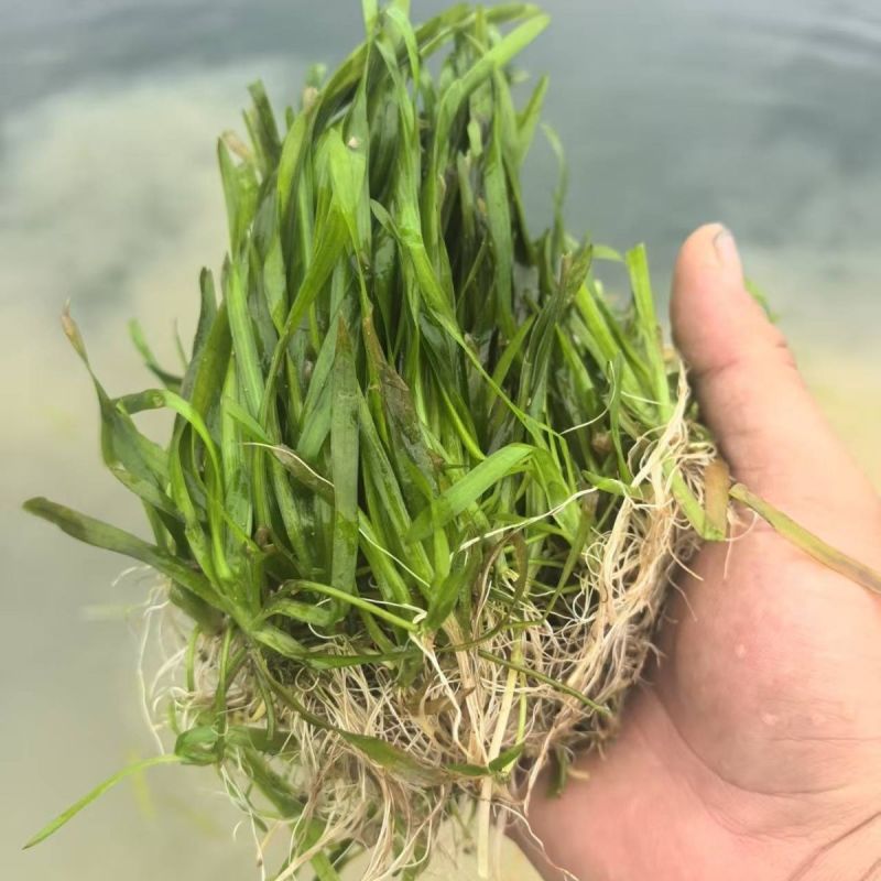 苦草种子虾蟹专用水草多年生扁担草种子鸭舌草水韭菜改良水质