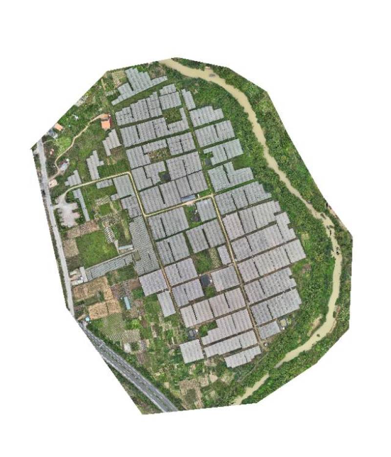柳叶半青白空心菜基地直供***********